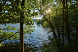 Sunlight shining through dense trees on a calm lake, summer, Rursee, Obersee, Simmerath, Eifel