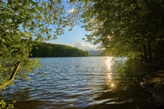 Water reflection in the lake, surrounded by trees in the sunlight, summer, Rursee, Obersee,