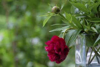 Red peony in a vase, MÃ¼nsterland, North Rhine-Westphalia, Germany