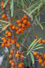 Sea buckthorn (Hippophae rhamnoides), fruit, North Rhine-Westphalia, Germany