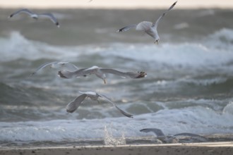 Herring gulls (Larus argentatus) in flight over the surf fighting over a captured starfish, Hvide
