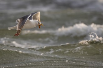 Herring gull (Larus argentatus) in flight over the surf with a starfish in its beak, Hvide Sande,
