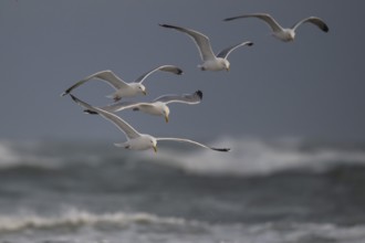 Herring gulls (Larus argentatus) in flight over the surf looking for starfish, Hvide Sande, North