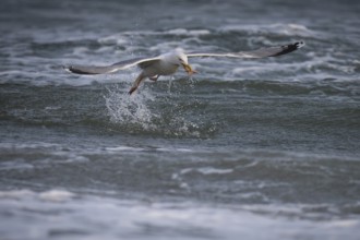 Herring Gull (Larus argentatus) with captured starfish in its beak, Hvide Sande, North Sea, Denmark