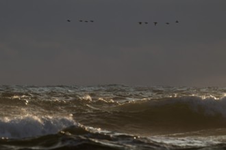 Geese flying in formation over the sea and the surf, evening light, Hvide Sande, North Sea, Denmark