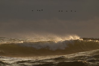 Geese flying in formation over the sea and the surf, evening light, Hvide Sande, North Sea, Denmark