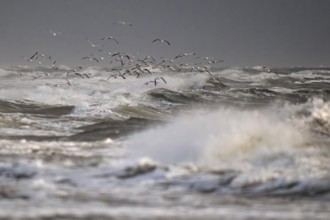 Large group of herring gulls (Larus argentatus) in flight over the surf looking for starfish, Hvide