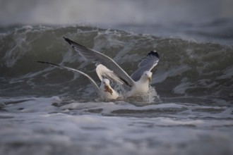 Herring gulls (Larus argentatus) fighting over captured starfish, Hvide Sande, Denmark