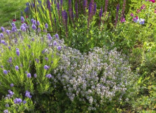 Flowering plants in bee and butterfly friendly garden, Suffolk, England, UK