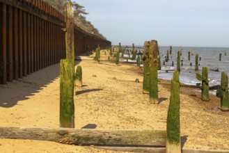 Steel sheet piling sea wall old broken wooden groynes coastal defences, Bawdsey, Suffolk, England,