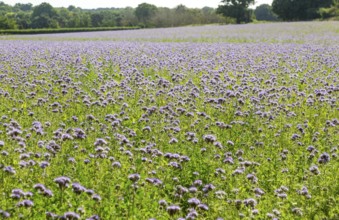 Lacy Phacelia, Phacelia Tanacetifolia, flowering in arable field used as green manure crop, Sutton,