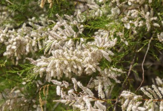 Close up of flowering Common Tamarisk plant, Tamarix gallica, Bawdsey Quay, Suffolk, England, UK