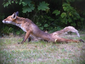 Yoga-Fuchs, Berlin, Germany