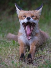Yawning Fox, Berlin, Germany