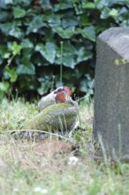 Green woodpecker (Picus viridis), June, Germany