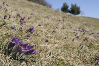 On the cowbell slope... Pasque flowers, pasque flowers (Pulsatilla vulgaris), purple flowering wild