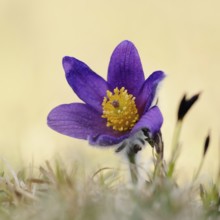 In early spring... Cowslip (Pulsatilla vulgaris), classic, typical early bloomer, the small hairs