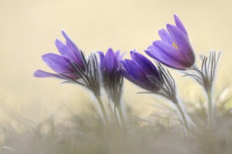 Spring is here... Cowbells (Pulsatilla vulgaris), classic, typical early bloomers, the small hairs