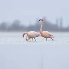 High in the north... Pink flamingos (Phoenicopterus roseus) from the Zwillbrocker Venn,