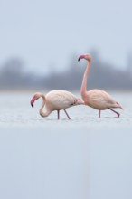 High in the north... Pink flamingos (Phoenicopterus roseus) from the Zwillbrocker Venn,