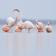 Pecking order... Flamingos (Phoenicopterus spec.) resting in the shallows of the IJsselmeer, pink