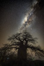Silhouette of a baobab tree with starry sky and Milky Way, African baobab (Adansonia digitata),