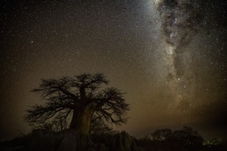 Silhouette of a baobab tree with starry sky and Milky Way, African baobab (Adansonia digitata),