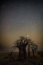 Silhouette of a baobab tree with a starry sky, African baobab (Adansonia digitata), night shot,