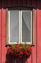 Red flowers in a flower box at a window, Lysekil, BohuslÃ¤n, VÃ¤stra Götalands lÃ¤n, Sweden,