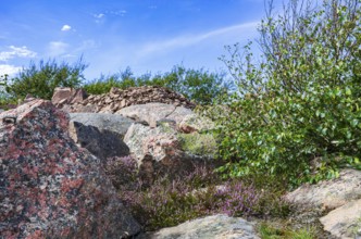 Rocky landscape of Bohusgranite and typical vegetation on the coast of Lysekil, BohuslÃ¤n, VÃ¤stra