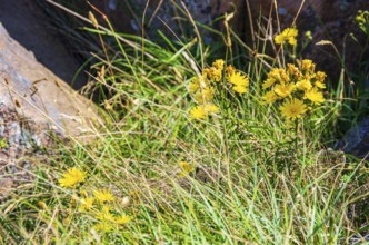 Unspecified yellow flowering vegetation between granite boulders on the coast of Lysekil,