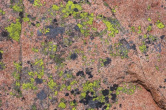 Lichen-covered granite rock, Lysekil, BohuslÃ¤n, VÃ¤stra Götalands lÃ¤n, Sweden, Scandinavia