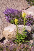 Goldenrod (Solidago) and heather (Erica) growing between granite boulders on the coast of Lysekil,