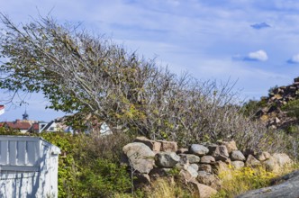 A primitive shrub behind a wall of granite blocks, Lysekil, BohuslÃ¤n, VÃ¤stra Götalands lÃ¤n,