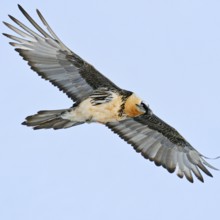 Beautiful... Bearded vulture (Gypaetus barbatus) soaring in front of a soft blue sky over the Swiss