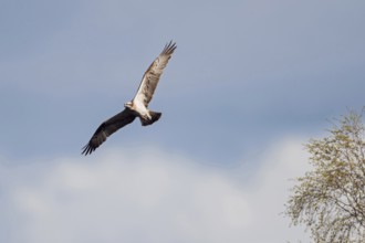 Osprey (Pandion haliaetus) in flight looking for food, shot against a gently balmy sky, an