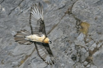 In all its splendour... Bearded vulture (Gypaetus barbatus) gliding along a rock face, largest,