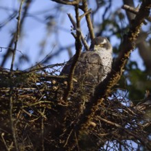 Cosy... Goshawk (Accipiter gentilis) adult female resting in the eyrie, observing the surroundings,