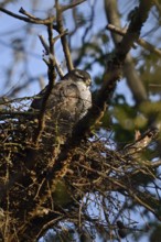 Sleeping bird... Goshawk (Accipiter gentilis) adult female sleeping on its eyrie, female goshawk
