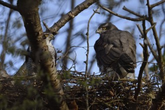 Together... Goshawk (Accipiter gentilis), pair of goshawks on the eyrie, native nature, frequent