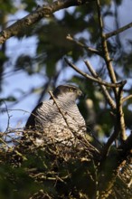 In the morning sun... Goshawk (Accipiter gentilis), female goshawk on the eyrie, nest, native