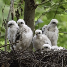 Successful breeding... Sparrowhawk (Accipiter nisus), native bird of prey, five healthy, strong