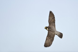 In flight... Peregrine falcon (Falco peregrinus), native bird of prey, rapid flight artist, view of