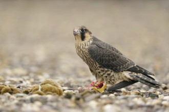 Young falcon... Peregrine falcon (Falco peregrinus), young falcon, red falcon, fledged, almost