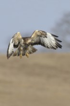 Hunting flight... Buzzard (Buteo buteo), buzzard in flight, native bird of prey, hunting over a dry