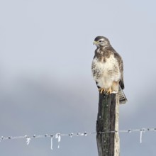 In snow and frost... Buzzard (Buteo buteo) perches on a fence post in the snow on a cold winter's