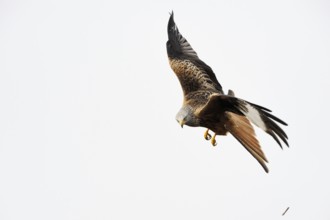 After an unsuccessful hunt... Red kite (Milvus milvus), also known as Montagu's harrier, very