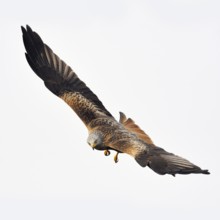 Spectacular flyer... Red kite (Milvus milvus), certainly one of the most beautiful native birds of