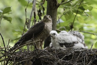 At the raptor nest... Sparrowhawk (Accipiter nisus), female standing on her nest with her chicks,