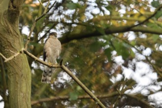 Silent observer... Sparrowhawk (Accipiter nisus), native bird of prey sits in a tree, observes the